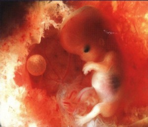 внутриутробное развитие, периоды беременности, внутриутробный период