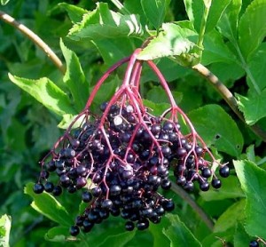 Sambucus nigra, бузина черная, бузина черная применение, варенье из бузины черной