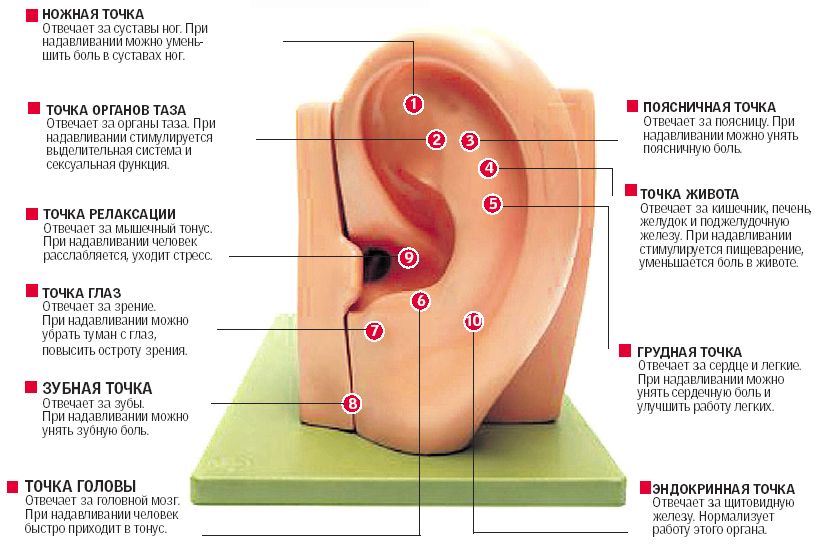 строение уха, диагностика организма, массаж ушей 
