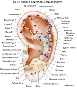 строение уха, диагностика организма, массаж ушей 